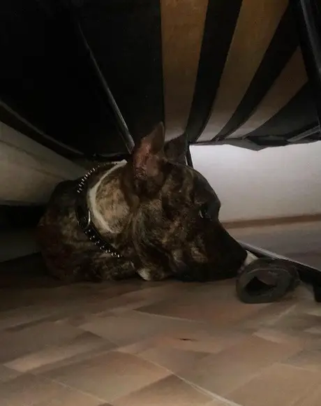 A Staffordshire Bull Terrier lying under the bed