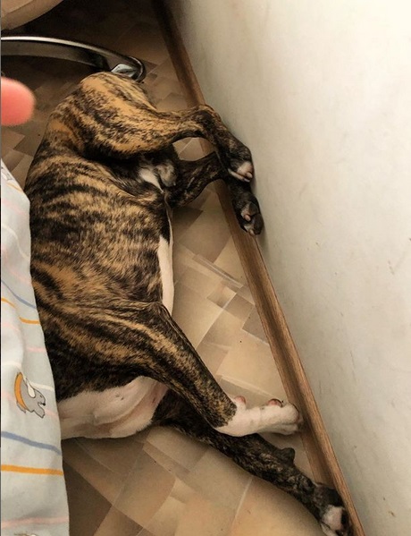 A Staffordshire Bull Terrier sleeping on the floor with its head under the bed