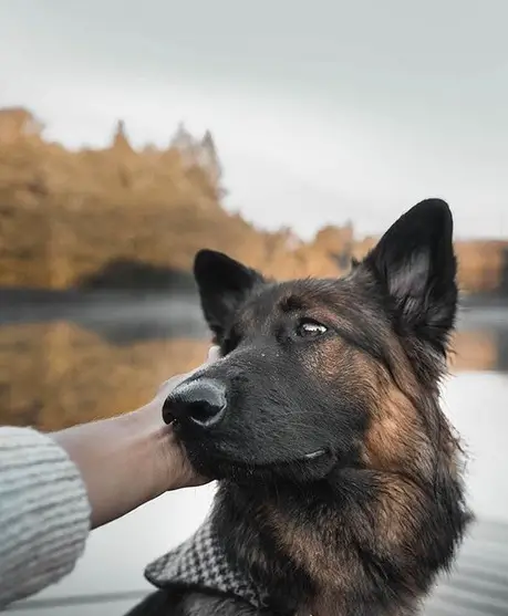 A German Shepherd with the hand of the woman on the side of its face