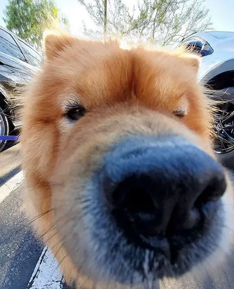 close up photo of the nose of a Chow Chow standing in the parking lot