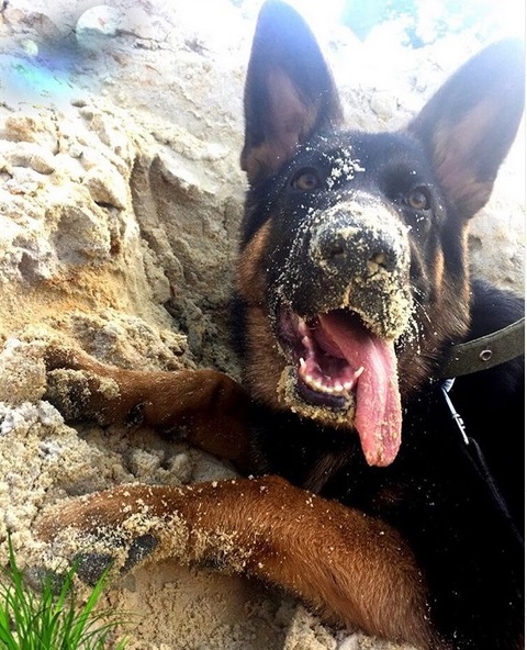 A German Shepherd lying in the sand with its tongue out on the side of its mouth