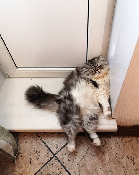 black and white Persian Cat sleeping in the front door