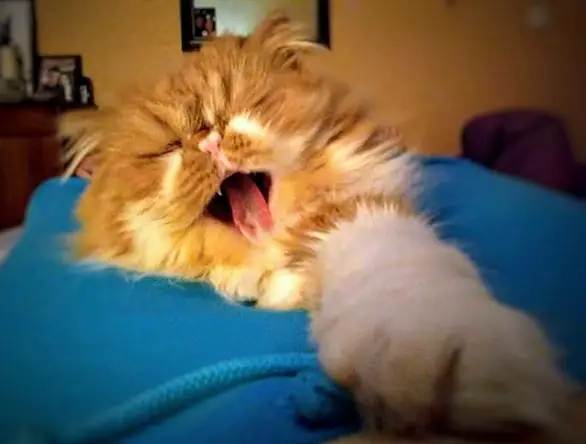 yellow and white colored Persian Cat lying on its bed while adorably yawning