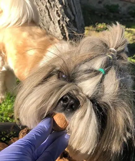 hand of a woman in gloves feeding a Shih Tzu with a nut
