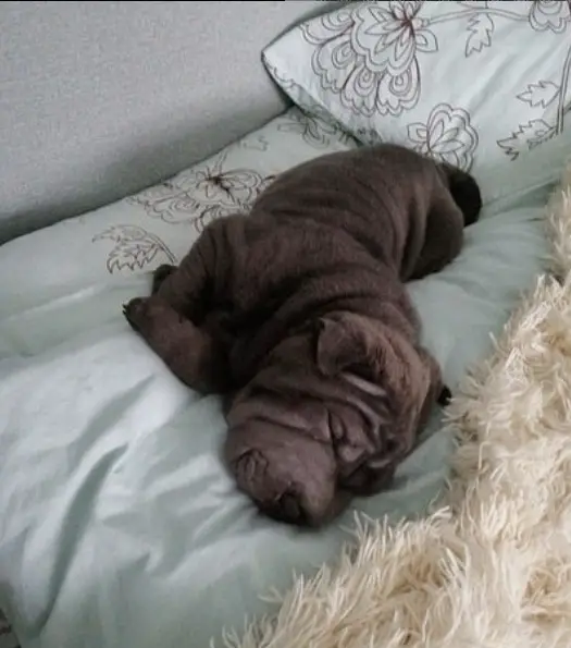 Shar Pei puppy sleeping soundly on the bed