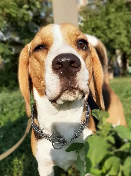 A Beagle at the park under the sun