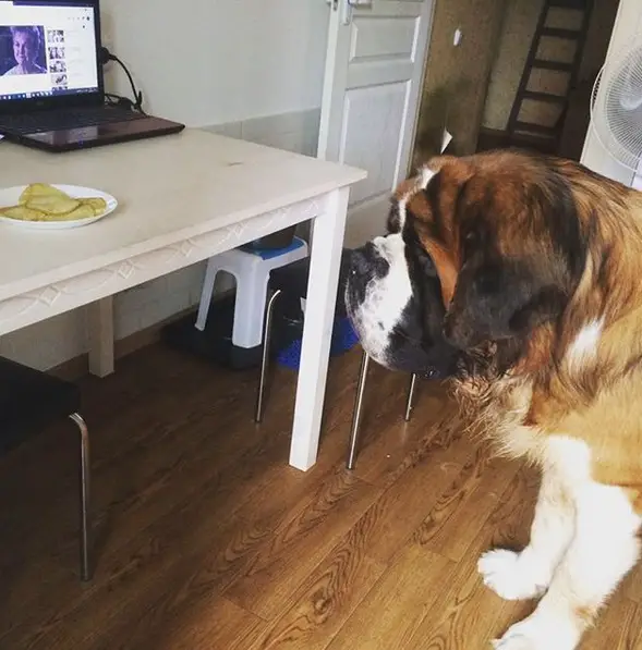 A St. Bernard standing on the floor while staring at the food on top of the table in front of him