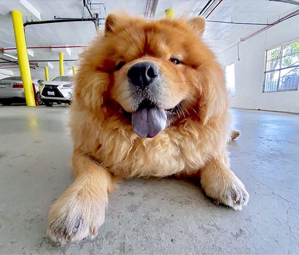 A Chow Chow lying on the pavement in the parking lot while smiling with its tongue out