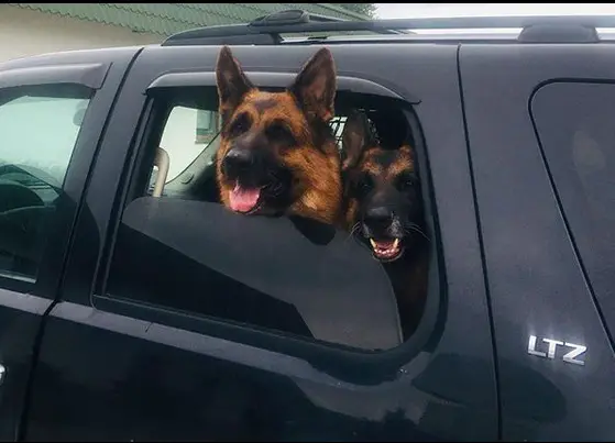 two German Shepherds in the backseat