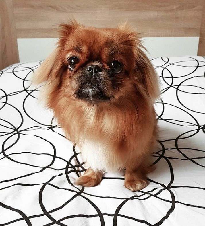 red Pekingese dog sitting on top of the bed