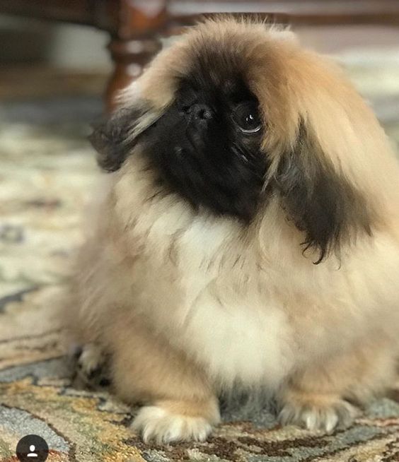 Pekingese dog sitting on the floor while looking up