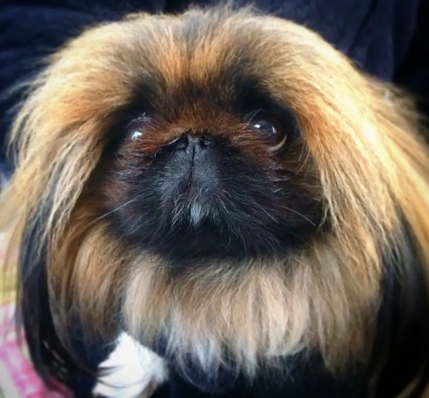 gold and black Pekingese with its begging face
