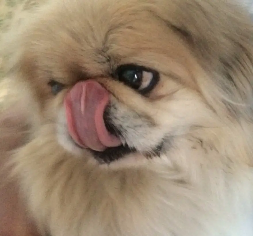 gold Pekingese dog licking its nose