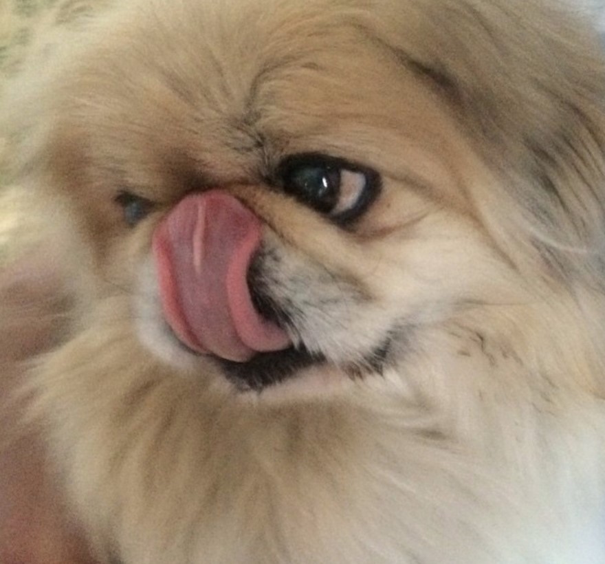 gold Pekingese dog licking its nose