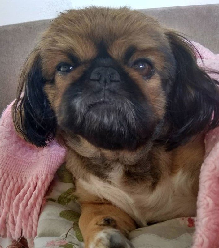 just woke Pekingese under the blanket