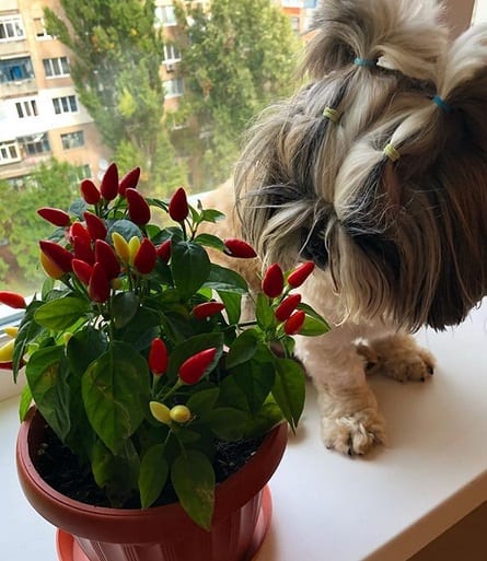 Shih Tzu sitting by the window sill while smelling the chili pepper next to her