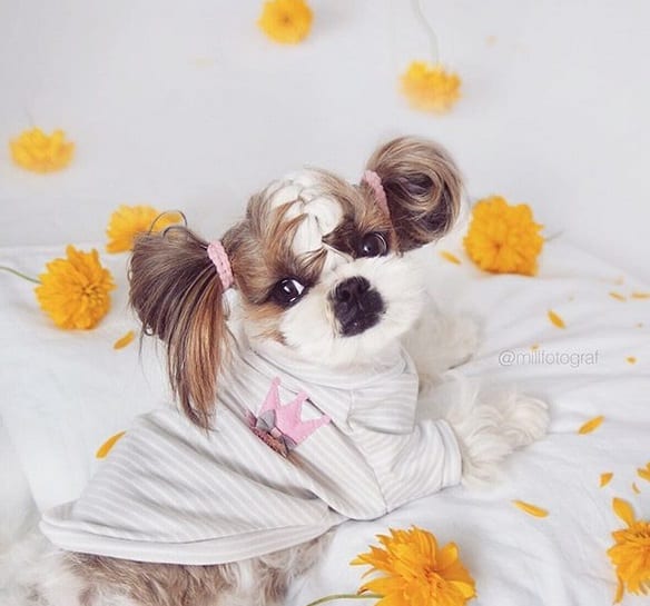 Funny Shih Tzu photoshoot with marigold flowers around while wearing its cute shirt and with a pucca hairstyle