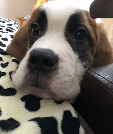 A St. Bernard puppy lying on the bed with its adorable face