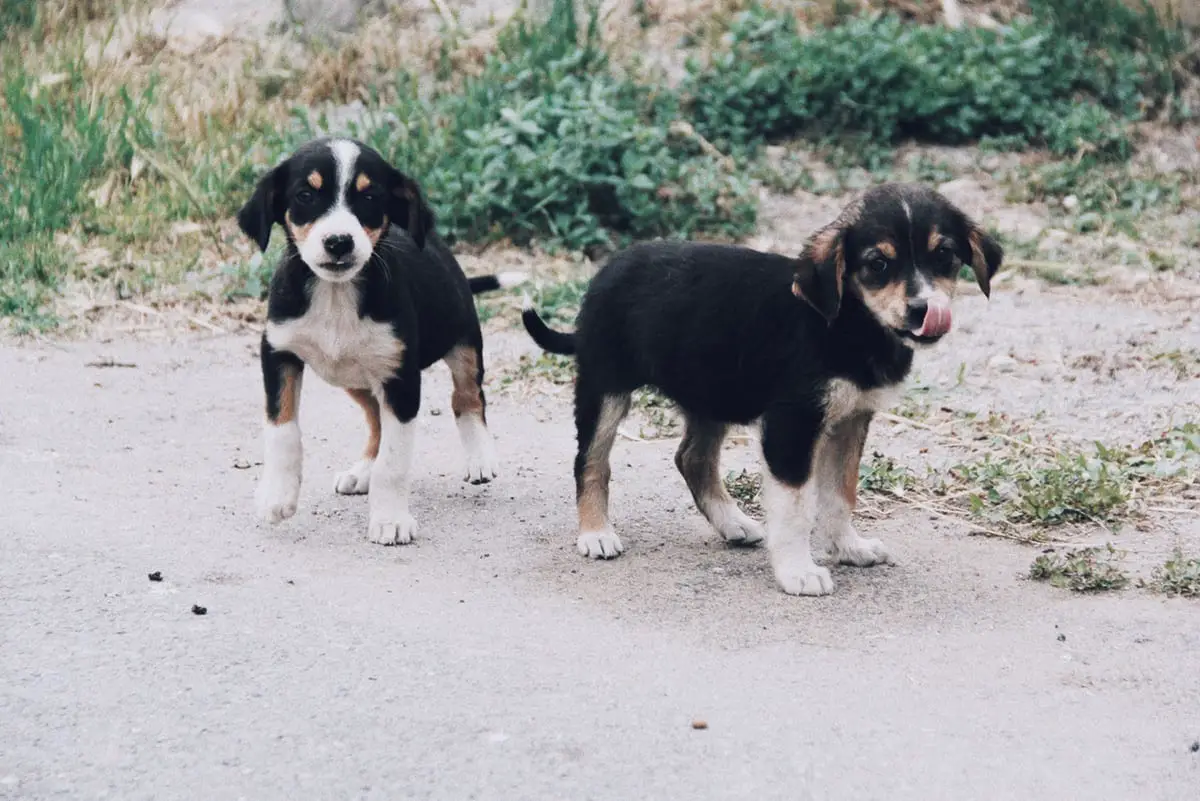 two Bernese Mountain puppies standing on the pavement