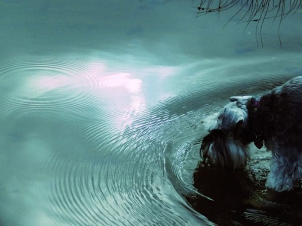 Schnauzer dog drinking eater from river with blue light reflection