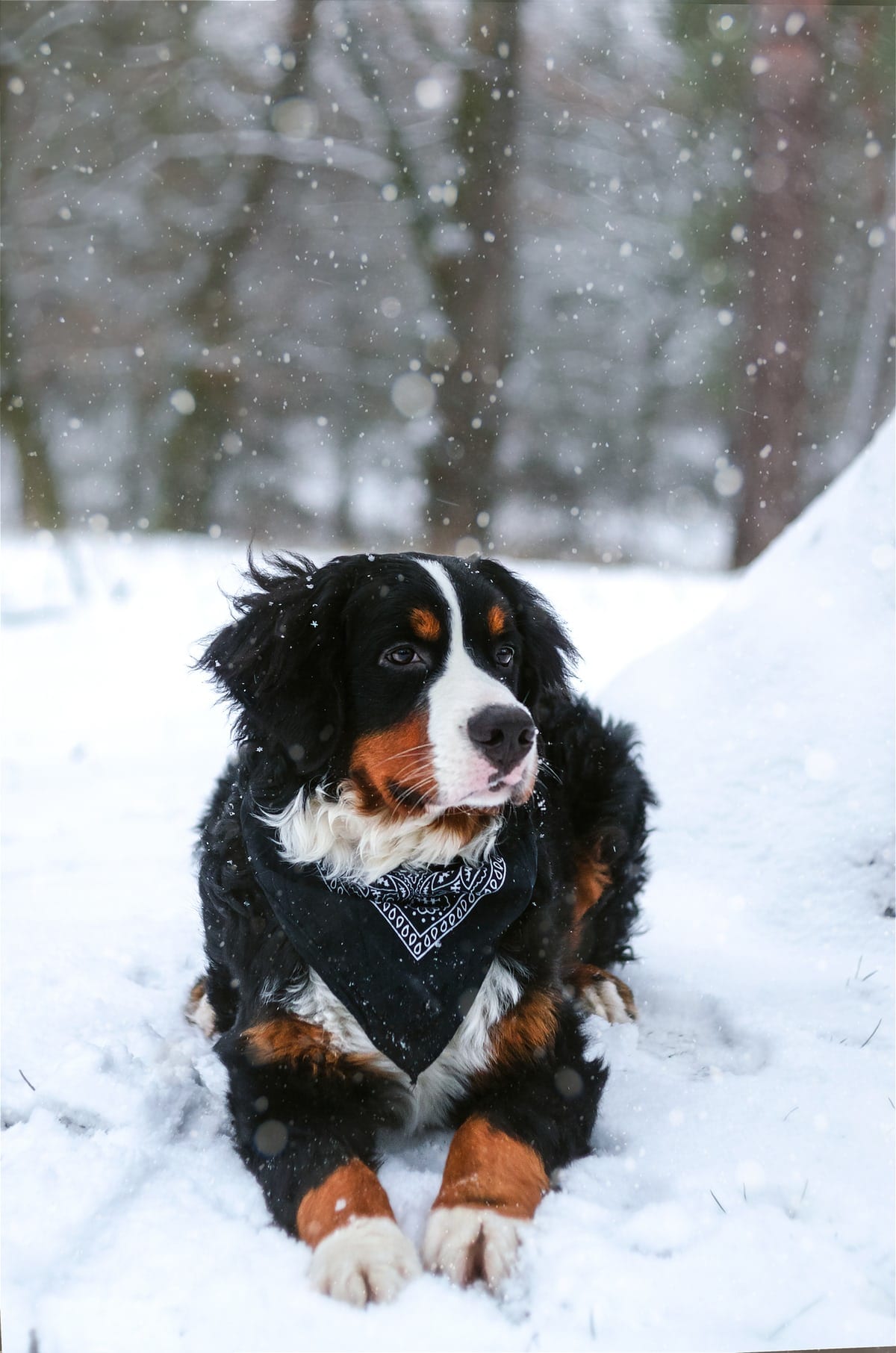 A Bernese Mountain Dog lying in snow