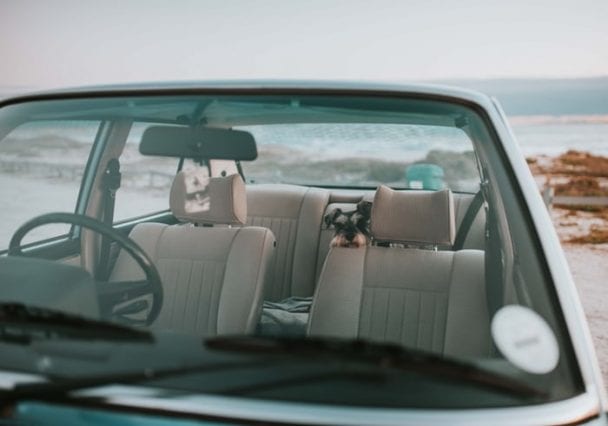 Schnauzer dog peeking behind the driver's seat inside the car