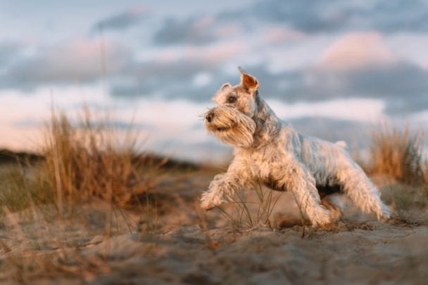 Schnauzer dog running outdoors