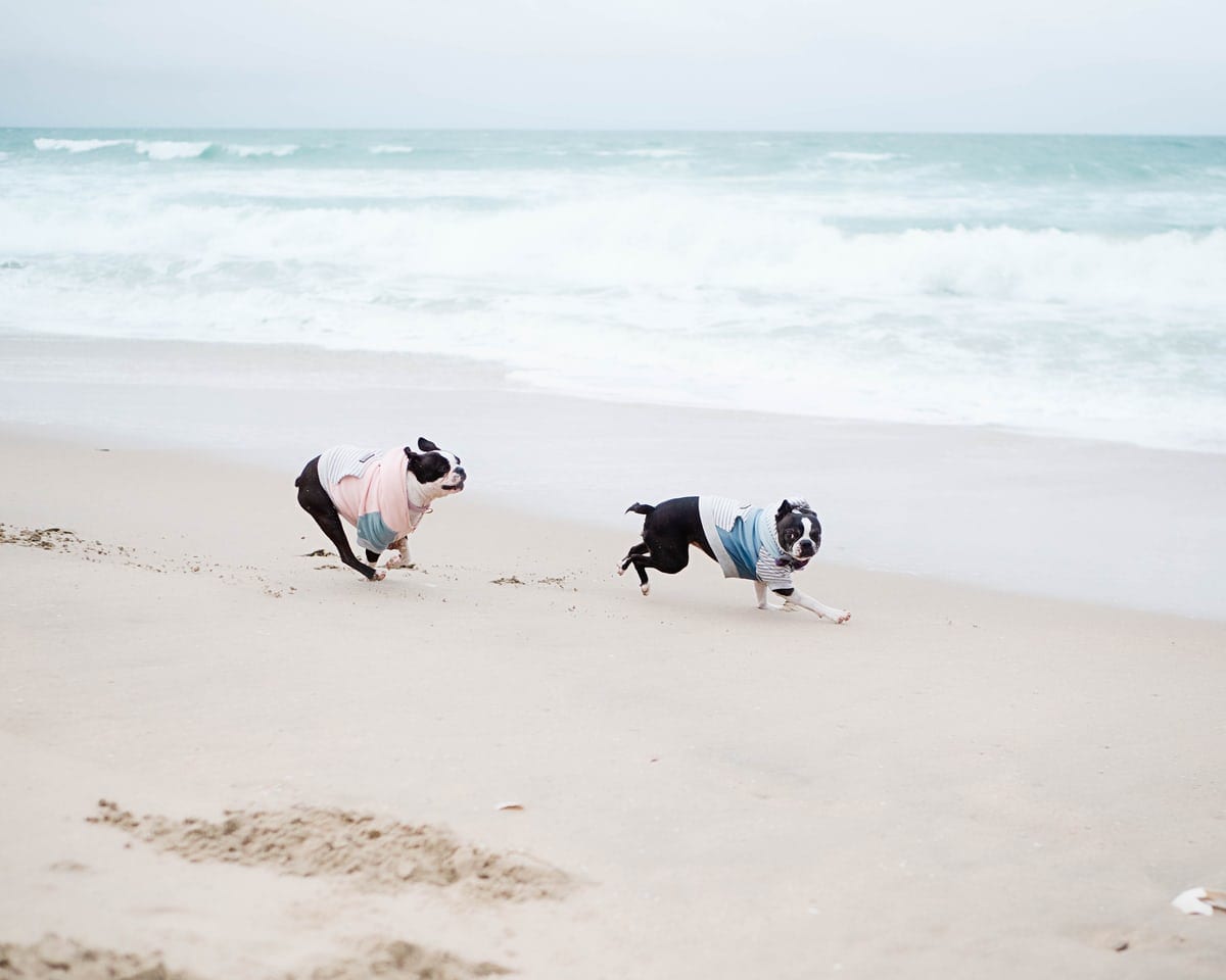 two Boston Terriers running by the seashore