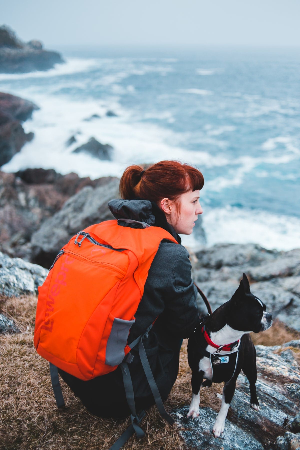 Boston Terrier trekking in the mountains with an ocean view with his owner