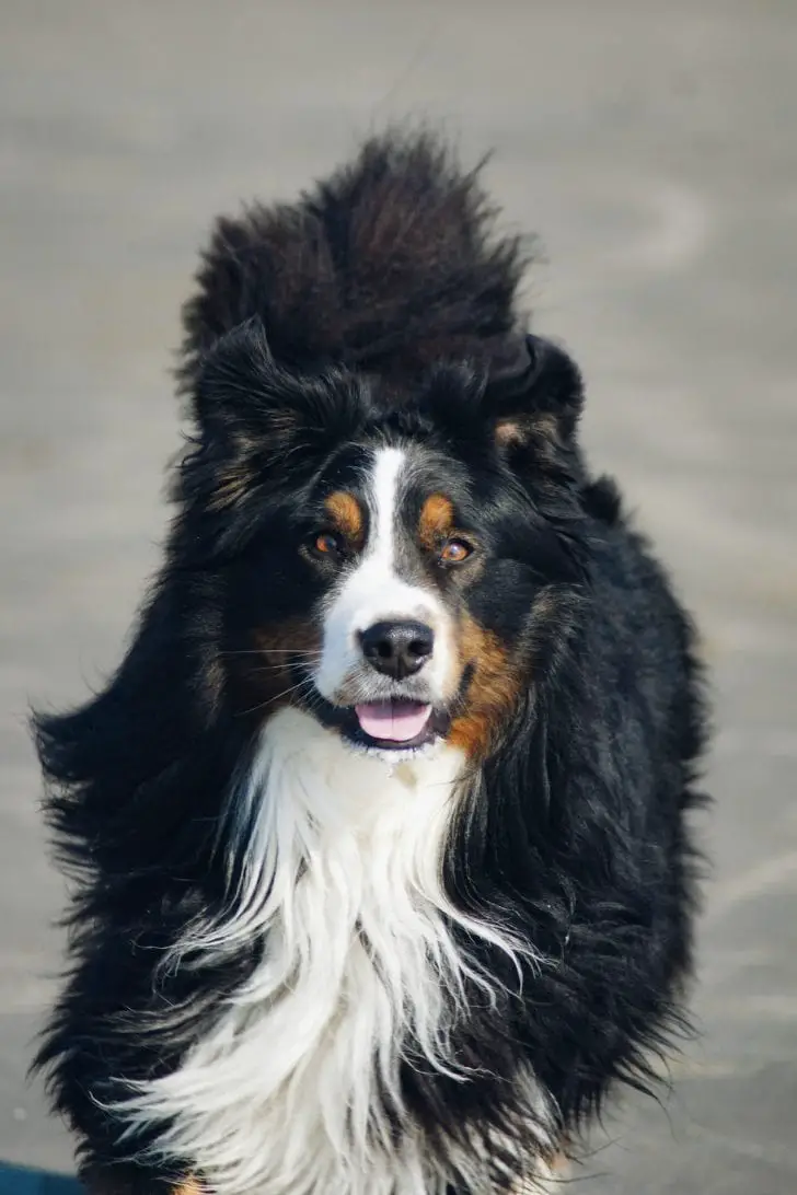 A Bernese Mountain Dog running on the pavement