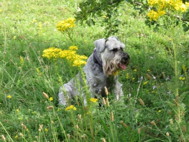 Schnauzer sitting in the in grass and flowers