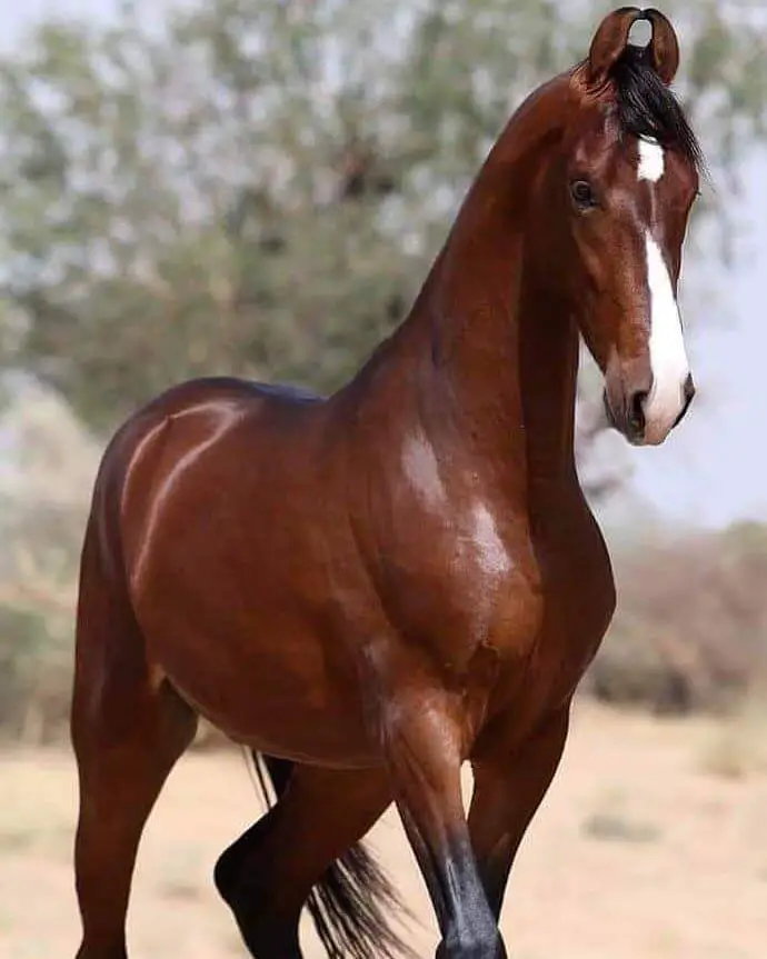 brown horse with white spot on forehead and white straight line on its nose