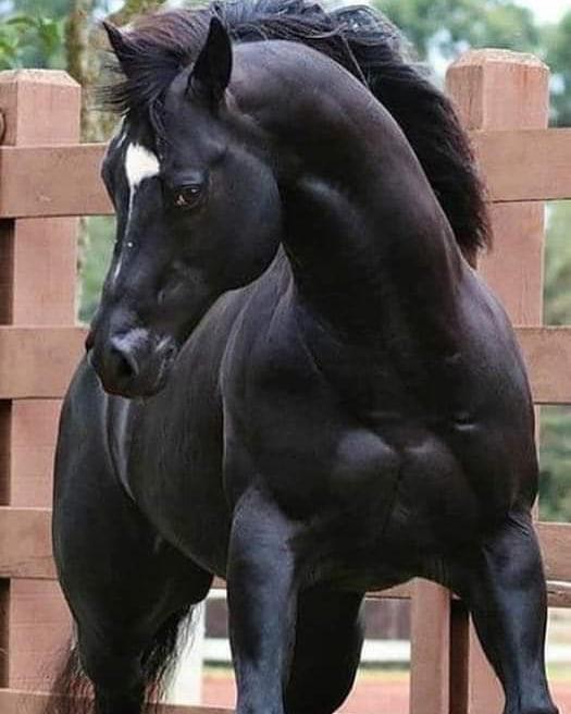 black horse with white spot and line on its forehead