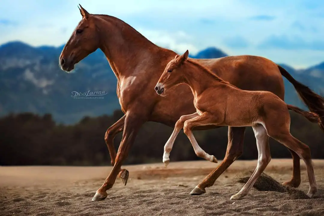 adult horse and young horse running on the field