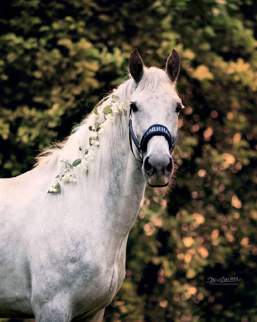white horse with white flowers on its hair