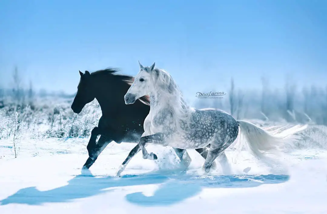 white and black horses running in the snow