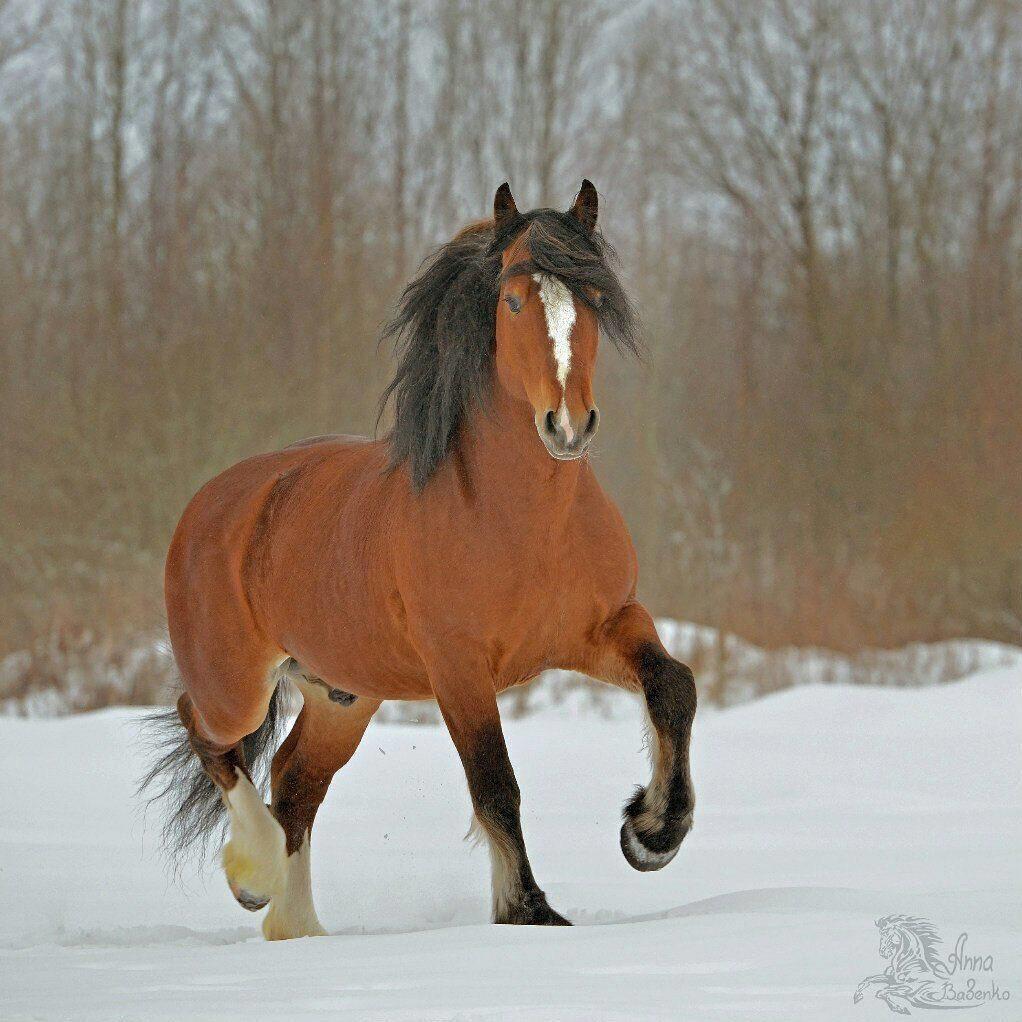 red horse with black hair running in the snow