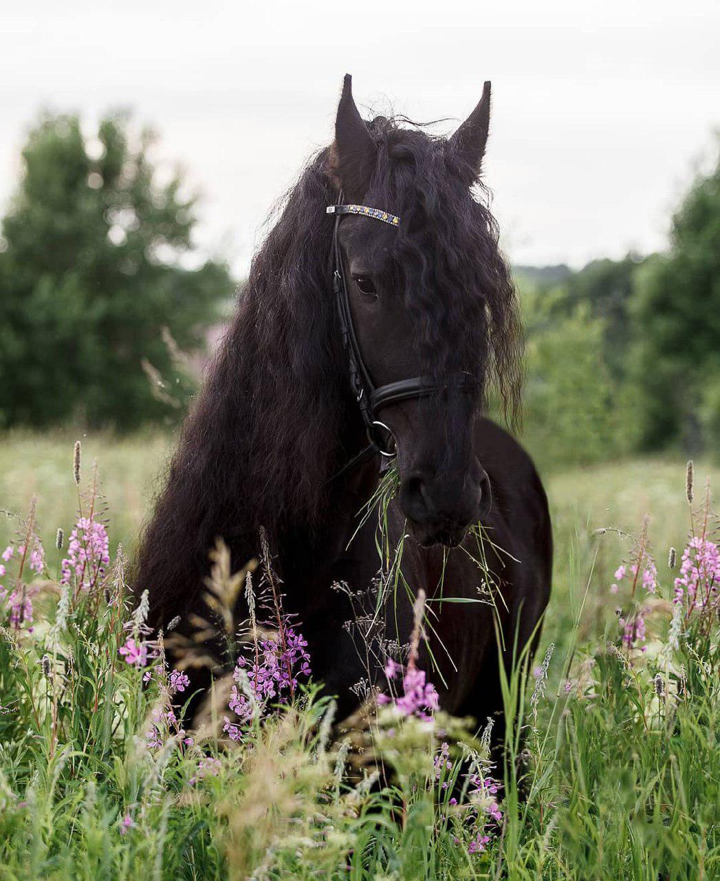 black horse with curly hair smelling the flowers