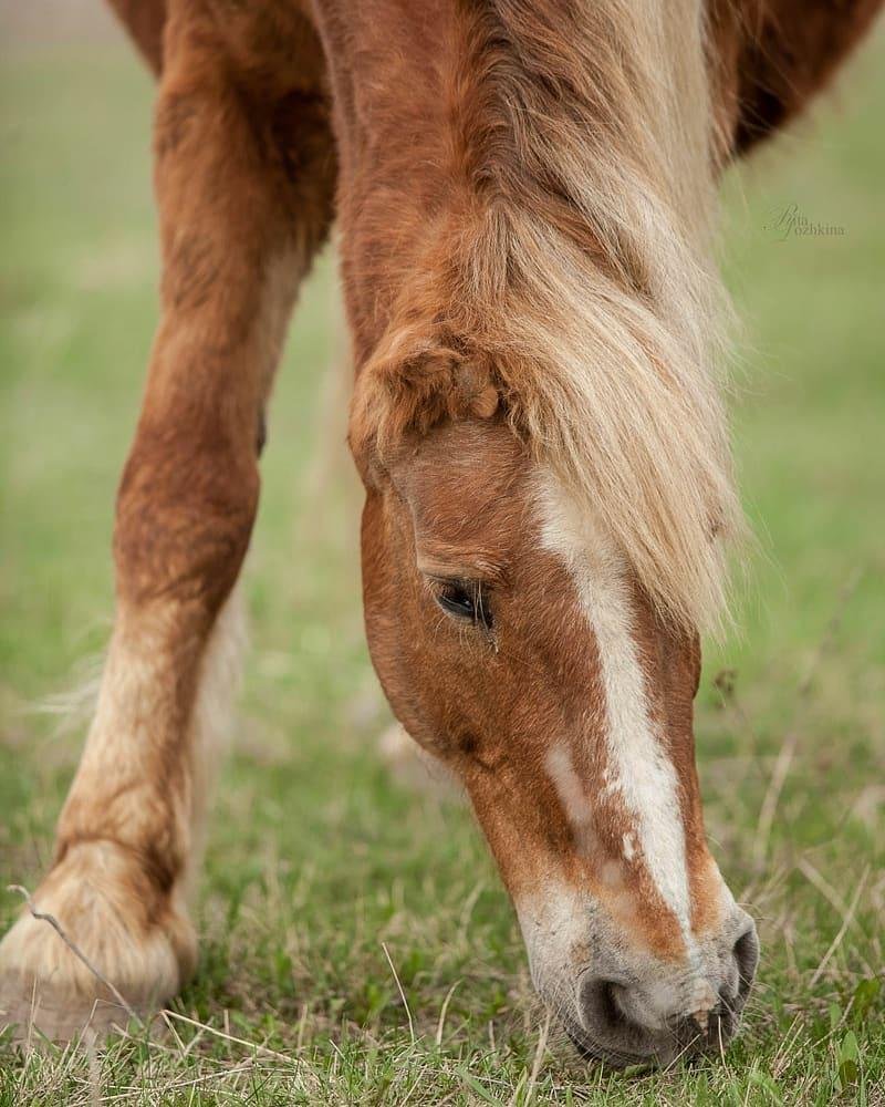 brown horse eating grass
