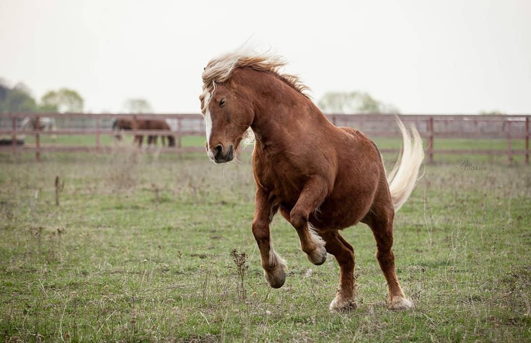 brown horse running on the field