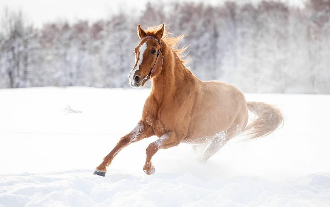 brown horse with while line from its forehead up to its nose running in the snow
