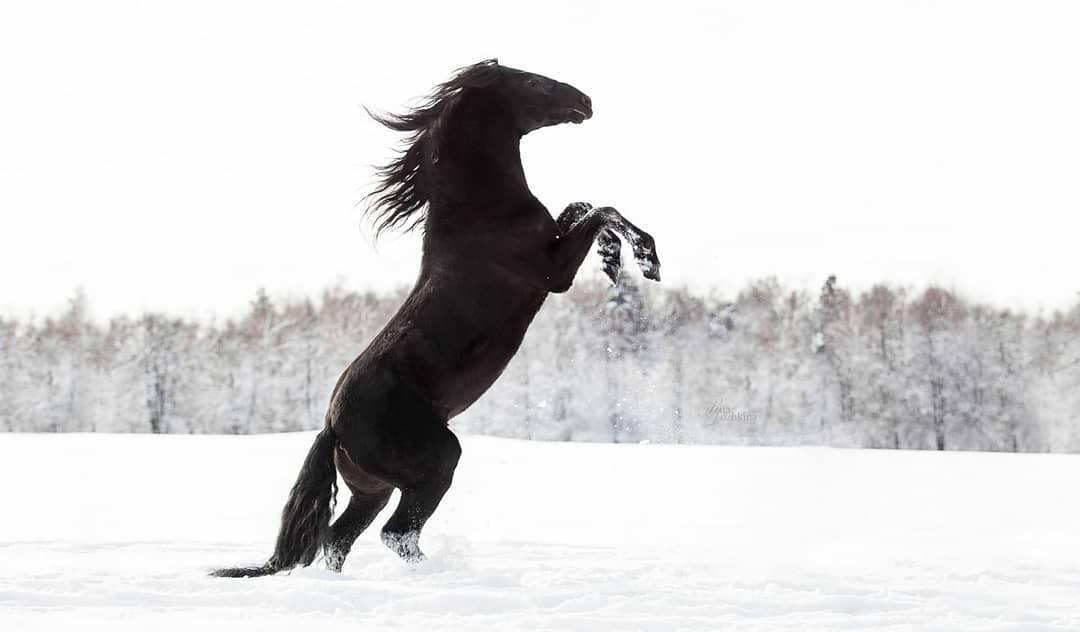 black horse jumping in the snow