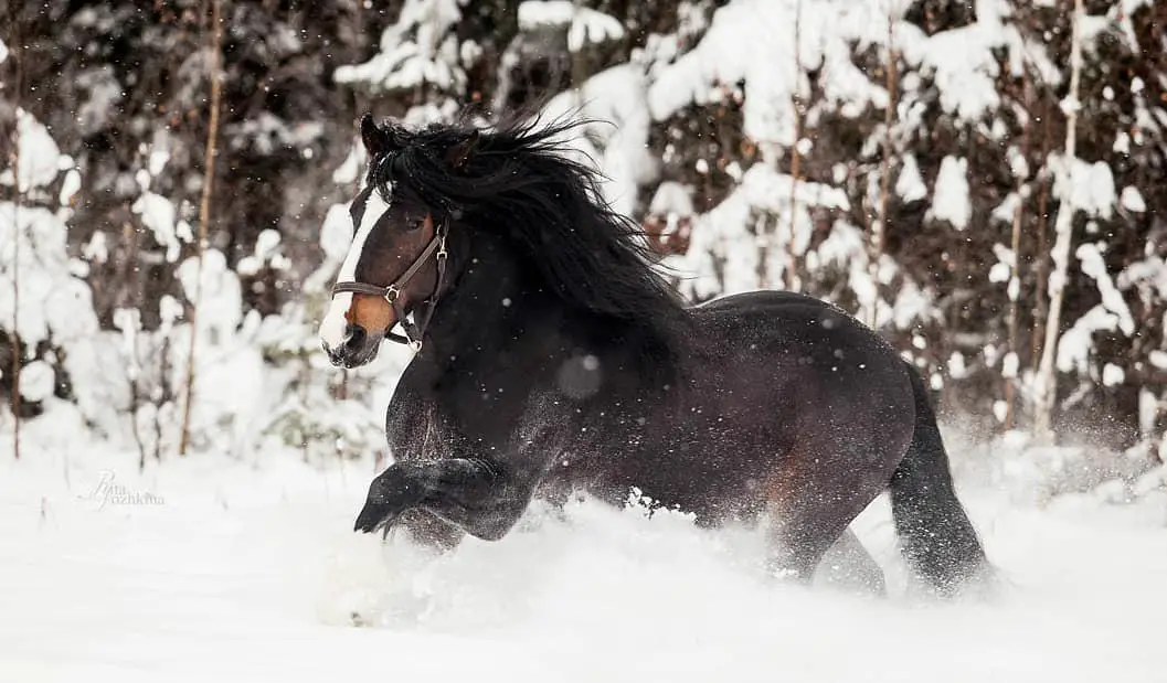 black horse with white line from its forehead up to its nose running in the snow