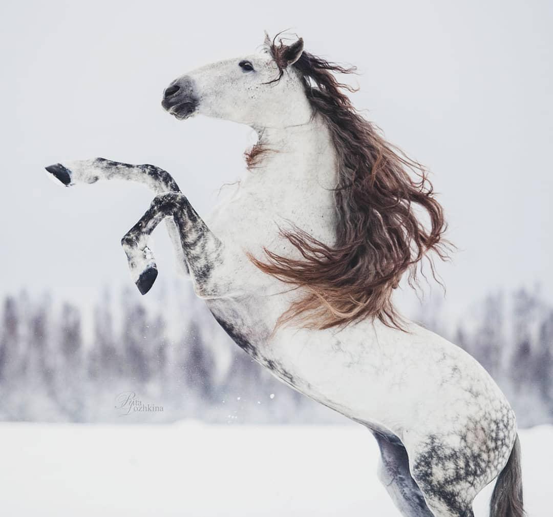 white horse with long brown hair in the snow