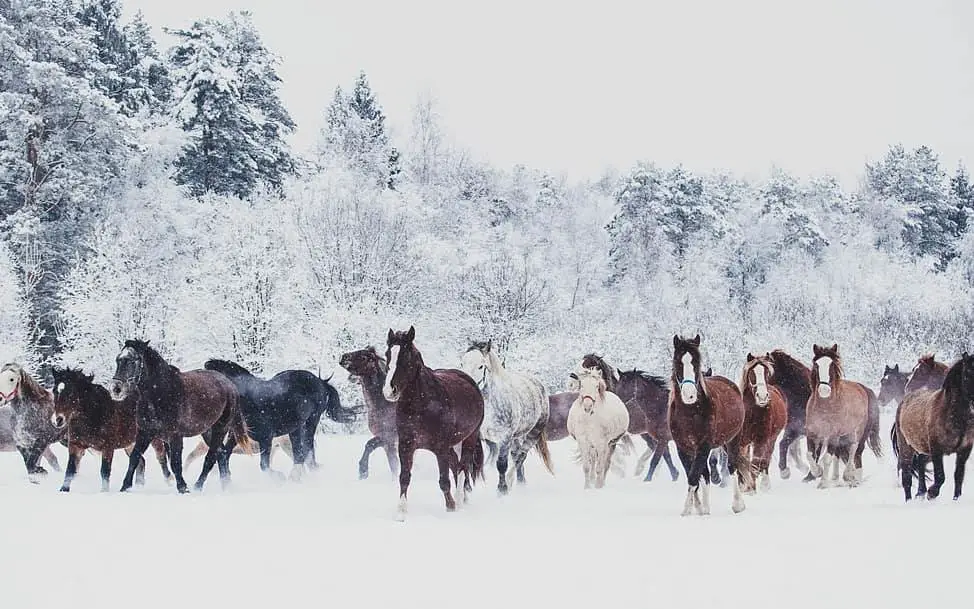 group of horses running in the snow