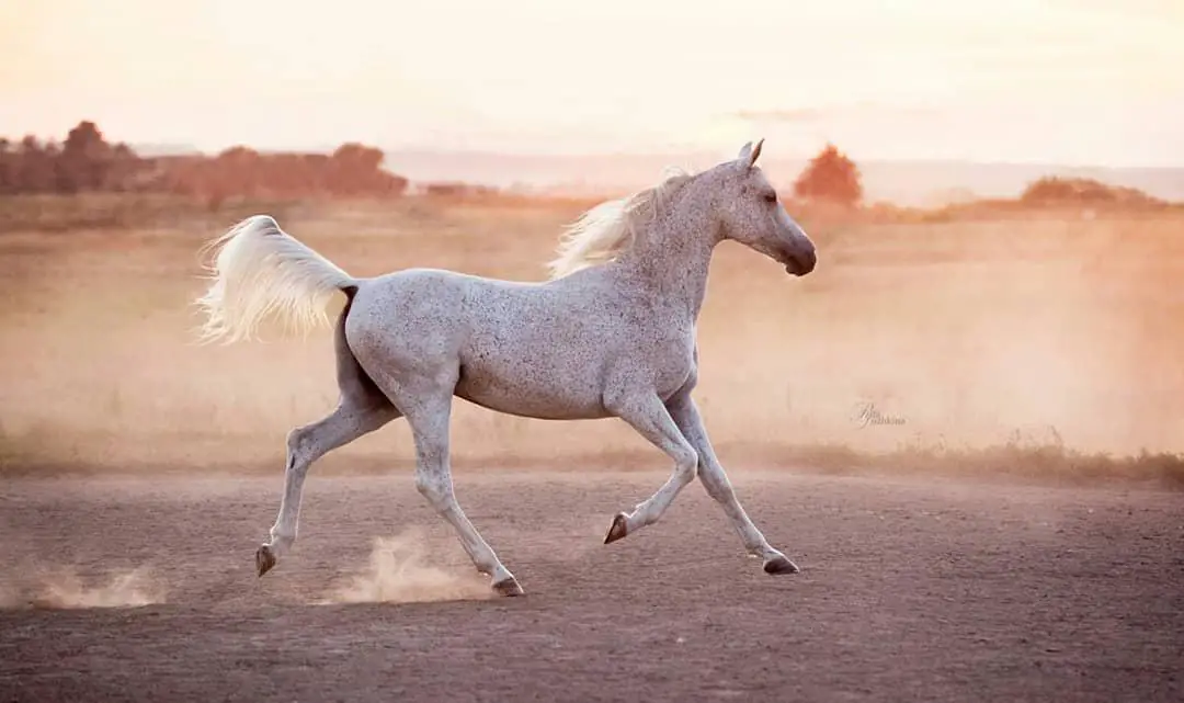 white horse running on the road