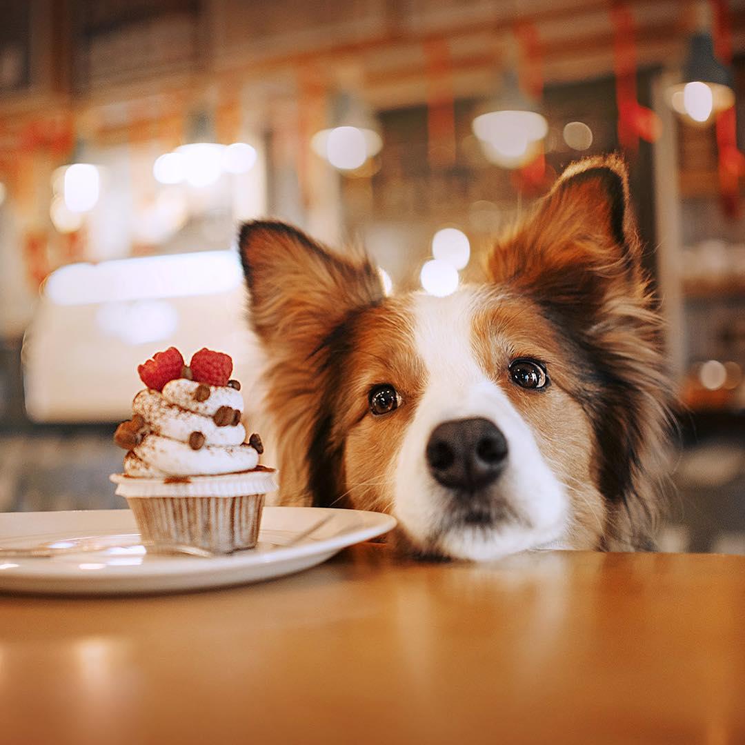 face of a Border Collie placed on top of the table next to plate with a delicious cupcake on top