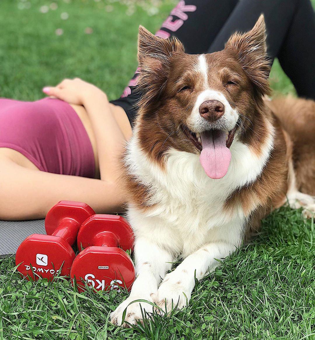 smiling Border Collie lying down on the green grass next to her owner and two dumbells