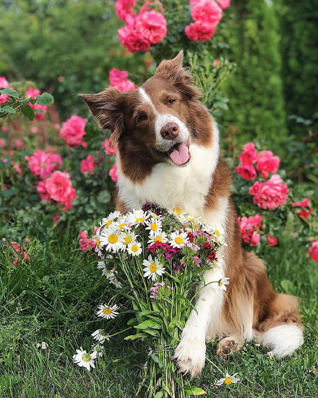 Border Collie sitting in the garden with a bunch of harvested flowers with him