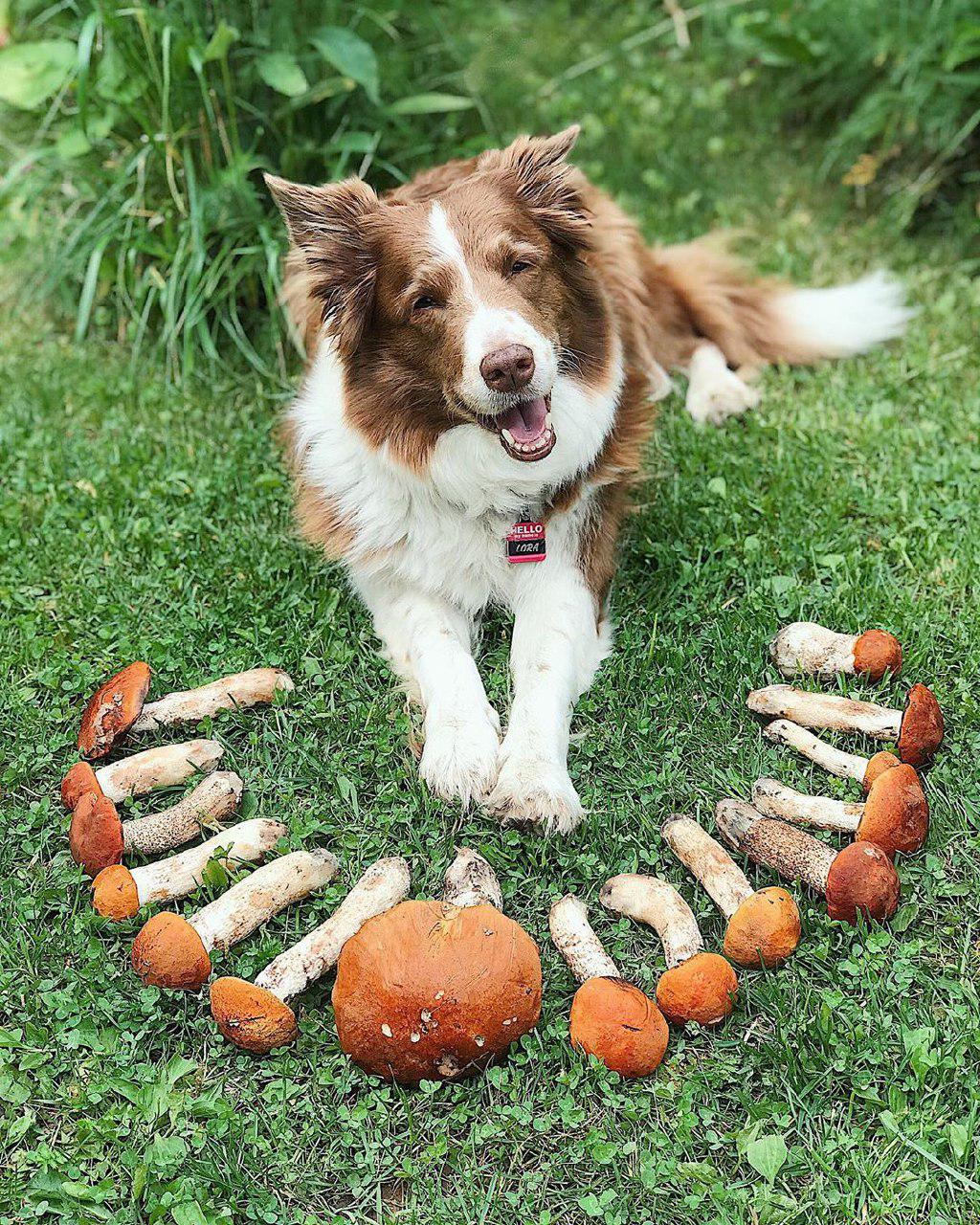 a happy Border Collie lying down in front of the collected mushrooms on the green grass in the garden